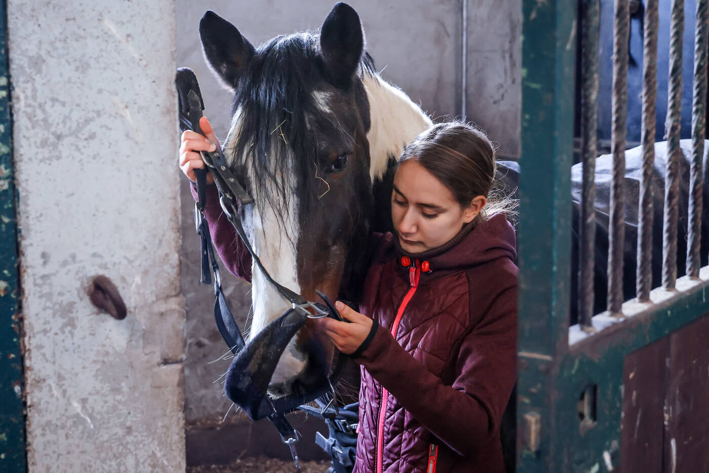 Eine junge Frau legt einem braunweiß gescheckten Pferd die Trense an.