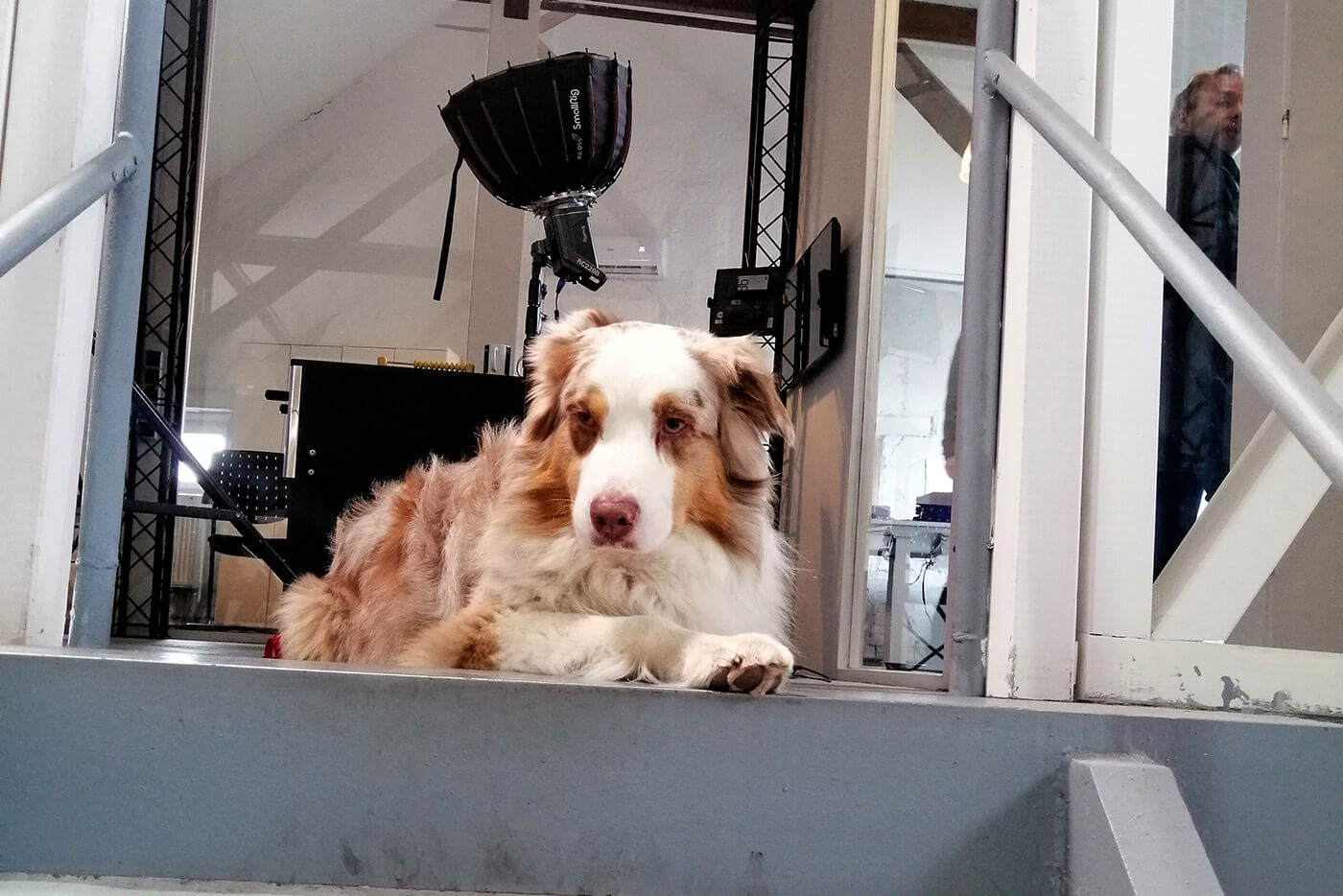 Ein braun-weißer Hund liegt vor einer Treppe und schaut nach unten. Hinter ihm ist eine Lampe für Filmaufnahmen zu sehen.