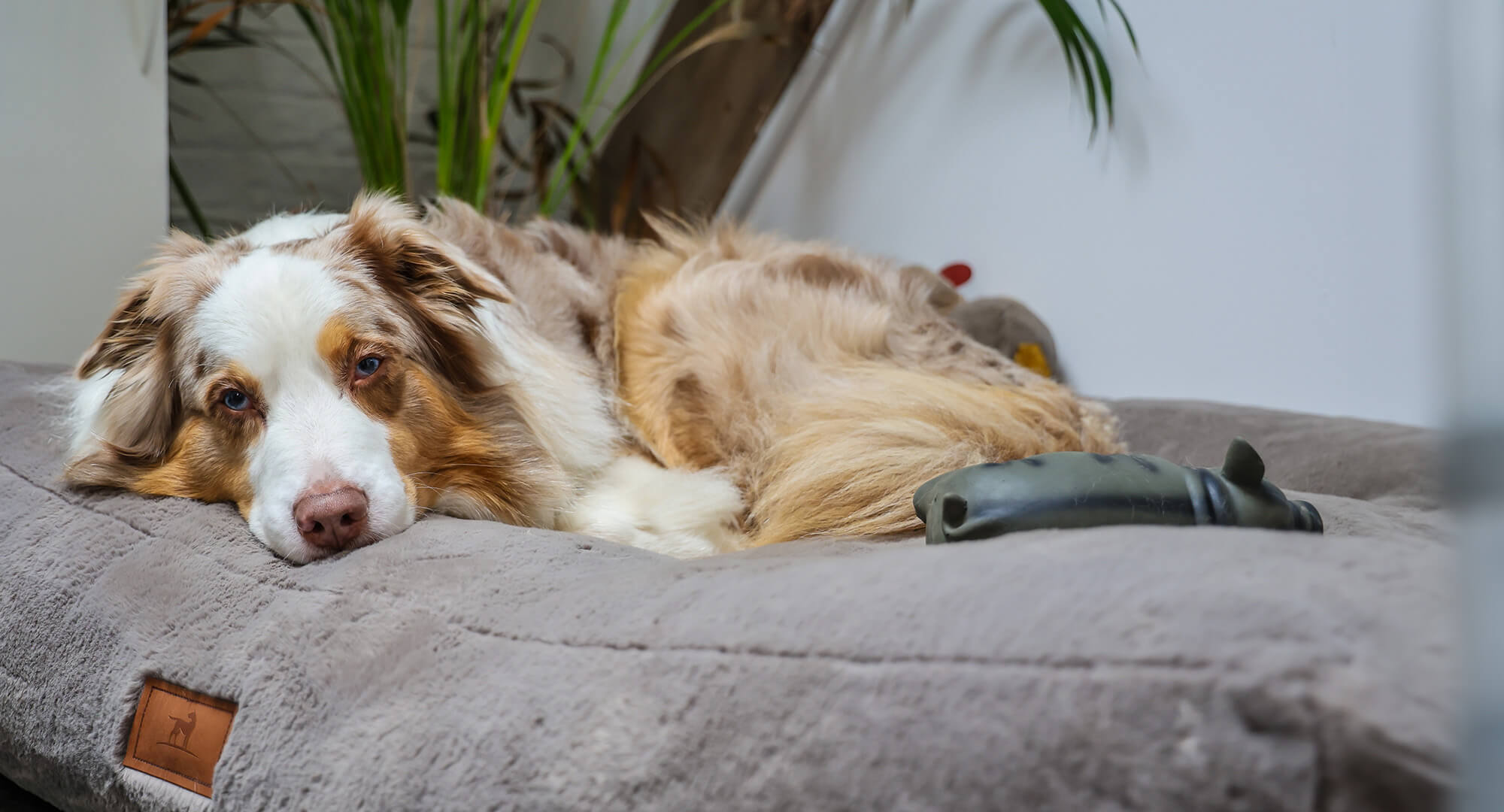 Bürohund Yuno | © Rupert Oberhäuser Auf einem großen beigen Kissen liegt ein weiß und braun gemusterter Hund. Es ist ein Australian Shepherd.