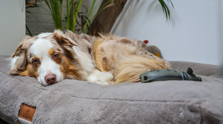 Bürohund Yuno | © Rupert Oberhäuser Auf einem großen beigen Kissen liegt ein weiß und braun gemusterter Hund. Es ist ein Australian Shepherd.